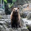 Say hello to the Central Park Zoo's three new bears
